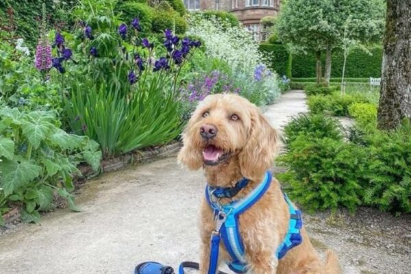 Holker - Bailey Doodle Dog